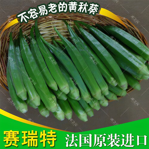 黄秋葵种子大全春季苗秧水果农家