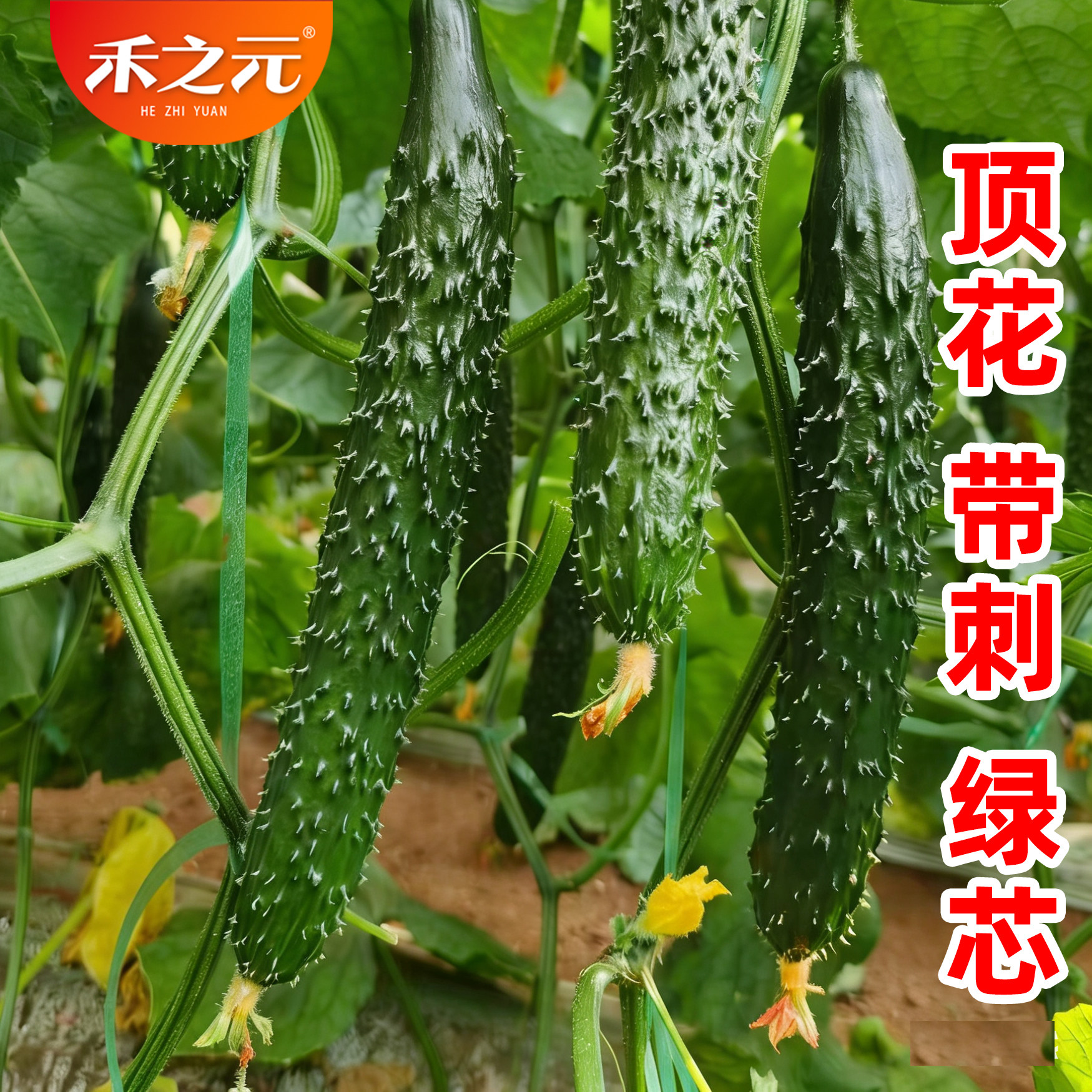 水果黄瓜秧苗种子苗春秋蔬菜籽种四季种籽盆栽绿心芯瓤禾之元种业