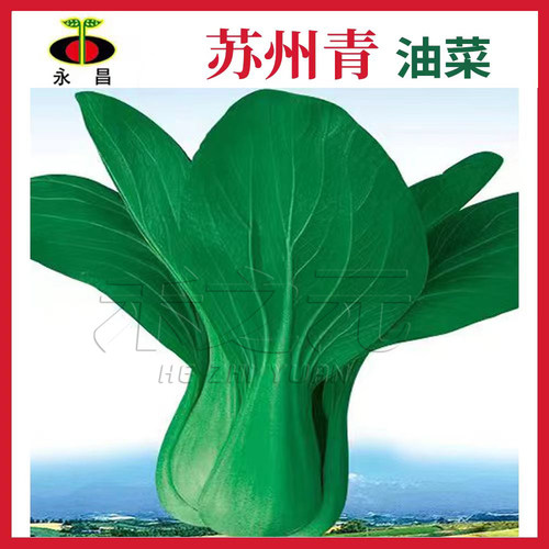 蔬菜苏州青矮脚黑叶四季上海种孑