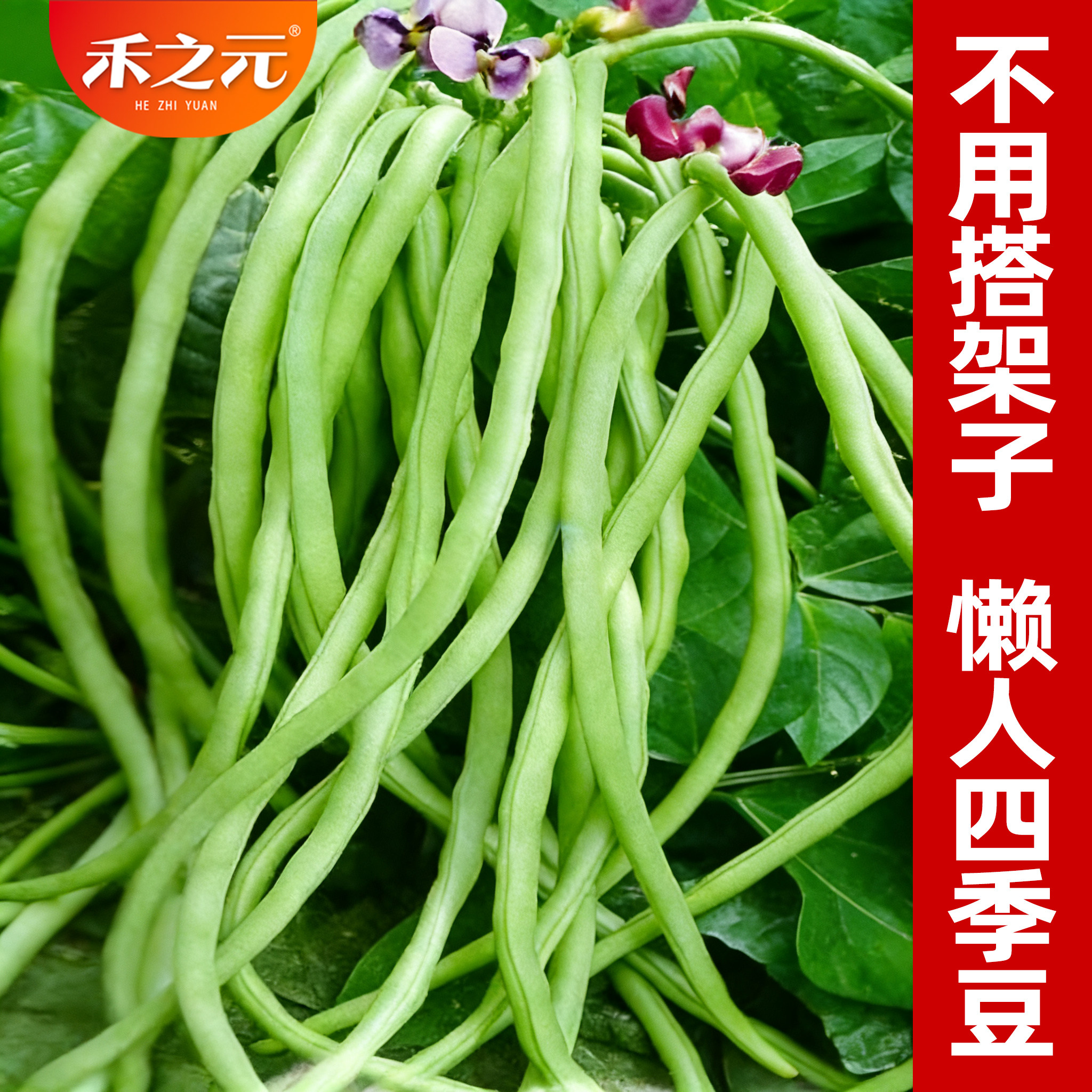 美国无架豆山东豇豆豆角架豆种子四季豆春夏秋四季种籽种阳台蔬菜