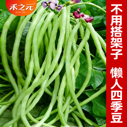 山东老品种四季豆种子蔬菜