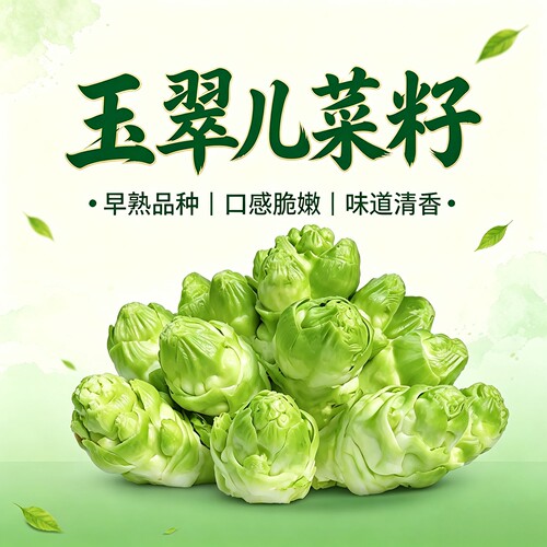 新选特大儿菜种子南方蔬菜籽