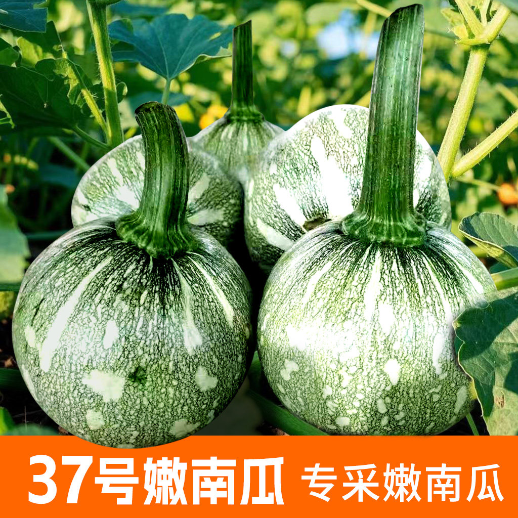 嫩南瓜种子圆亮脆嫩肉厚四季蔬菜苗春秋菜种籽种孑禾之元种子南方