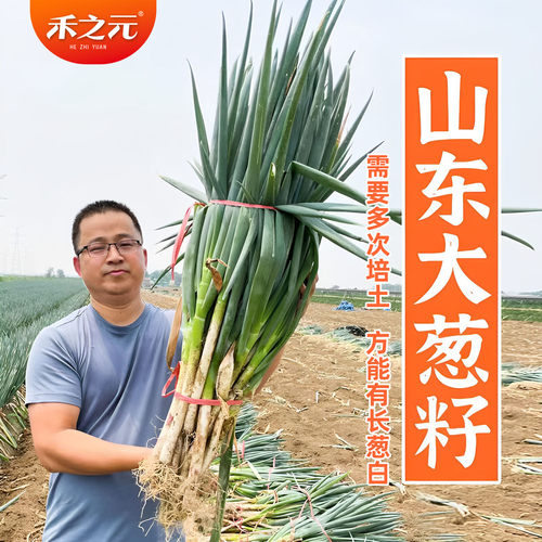 蔬菜山东章丘春季大葱种子
