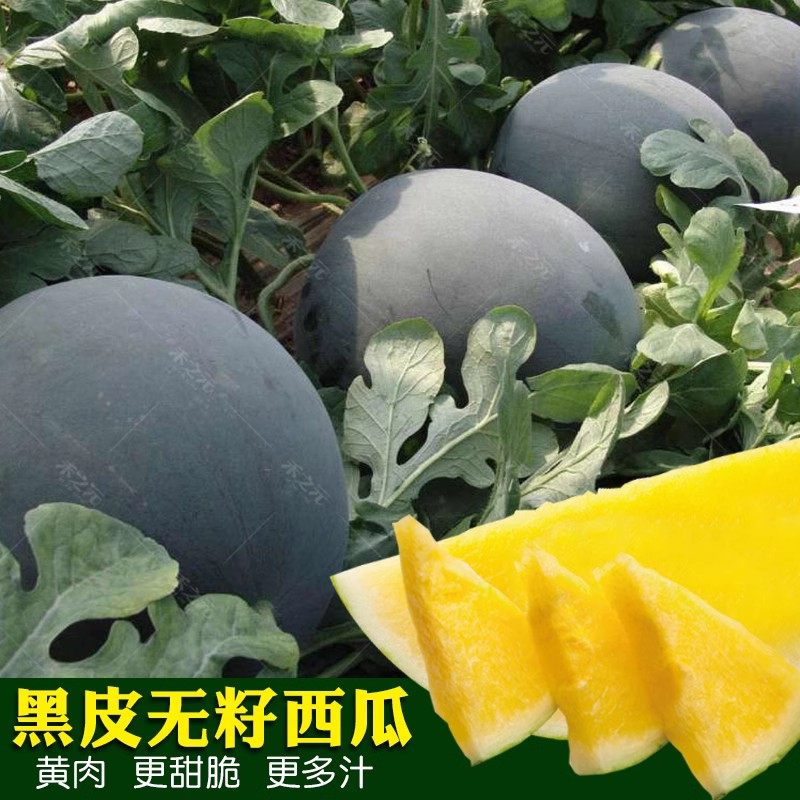 黑皮黄瓤无籽西瓜种子超甜水果甜籽四季春季懒汉南方种籽蔬菜种孑 - 实物图