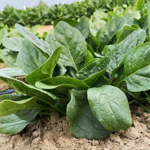 大叶菠菜种子大全四季农家蔬菜