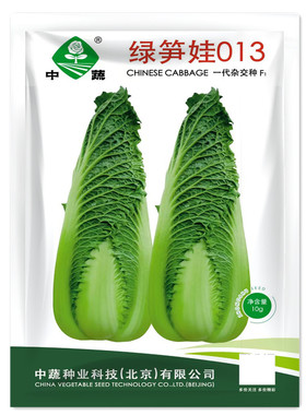 绿笋娃013笋形包心大白菜种子种籽青麻叶四季秋冬季蔬菜绍菜种孑