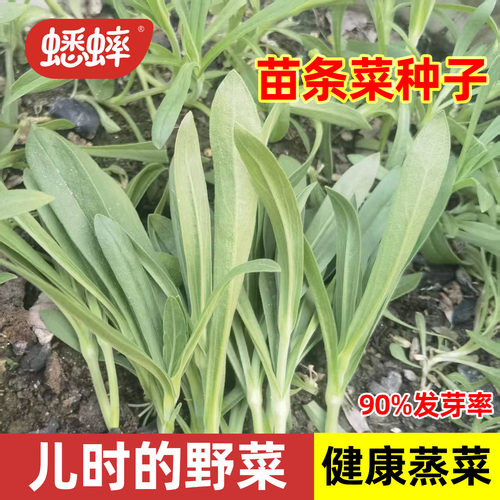露地春季面条菜种子保健蔬菜野菜