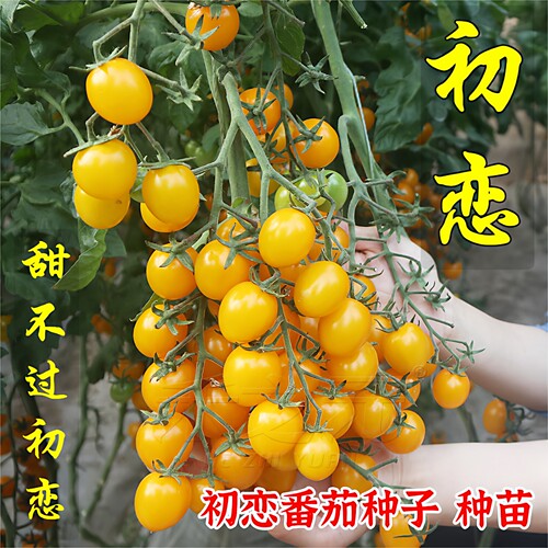 蔬菜初恋超甜樱桃西红柿番茄种子