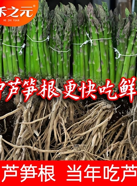 多年生芦笋根苗盆栽农家春季蔬菜种籽四季芦笋苗根紫色秋冬季菜孑