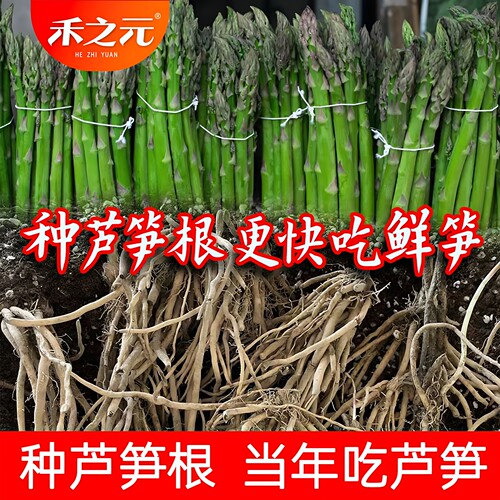 多年生芦笋根苗盆栽农家