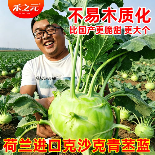 天津特菜苤蓝春季0冬季盆栽种子