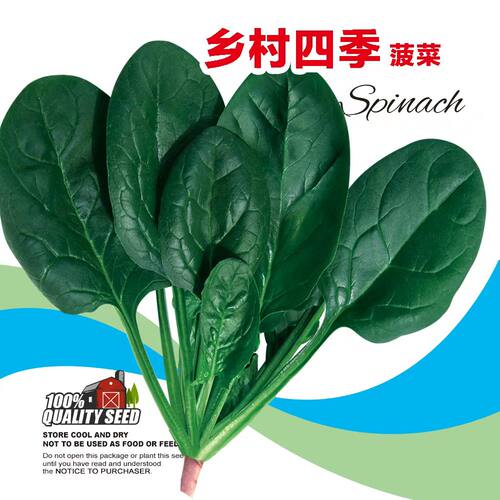乡村四季菠菜种子农家