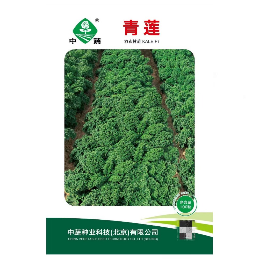 青莲羽衣甘蓝种子食用观赏甘兰籽绿色蔬菜四季盆栽春季夏秋冬季