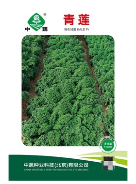 青莲羽衣甘蓝种子食用观赏甘兰籽绿色蔬菜四季盆栽春季夏秋冬季