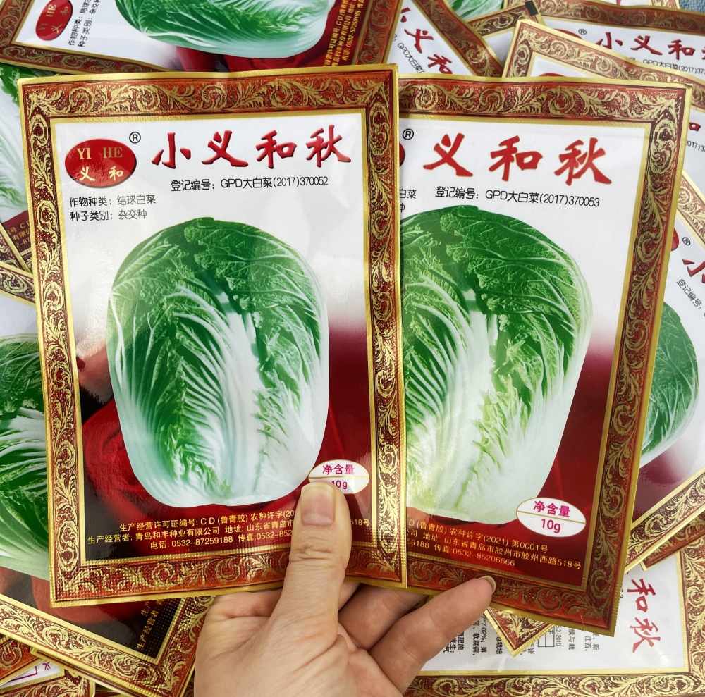 义和老品牌秋季冬储胶州大白菜