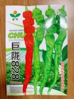 Julong 828 Longjiao Seeds 1000 зерен