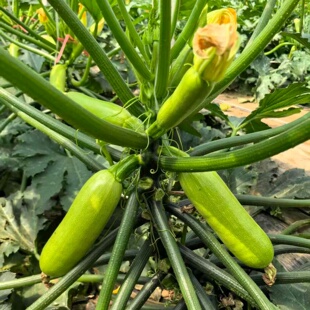 青菜 种苗露天大棚种籽瓜蔬菜种孑春夏秋冬季 三季 丰西葫芦种子四季