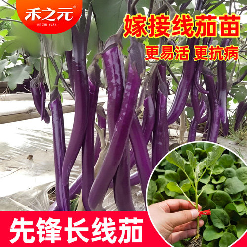 嫁接线茄苗茄子苗紫长茄