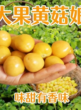 大黄菇娘种子甜网红菇娘果苗树大菇娘籽水果果四季盆栽种孑菇娘