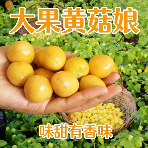 野菜大黄甜菇娘东北四季盆栽种子
