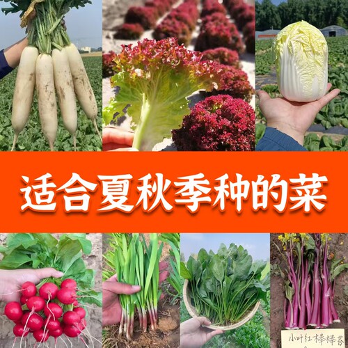 四季蔬菜种子大全禾之元种业