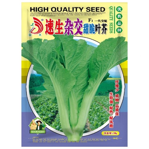 速生甜脆叶芥种孑种籽四季青菜
