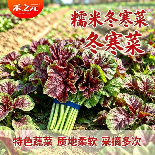 冬寒菜种子冬苋菜重庆