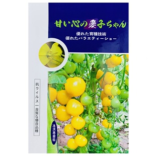日本冰淇淋樱桃番茄种籽孑超甜黄色圣女果种子花之大和纯甜禾之元