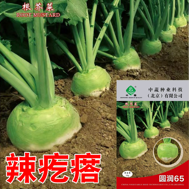 蔬菜二道北方秋季光头芥菜