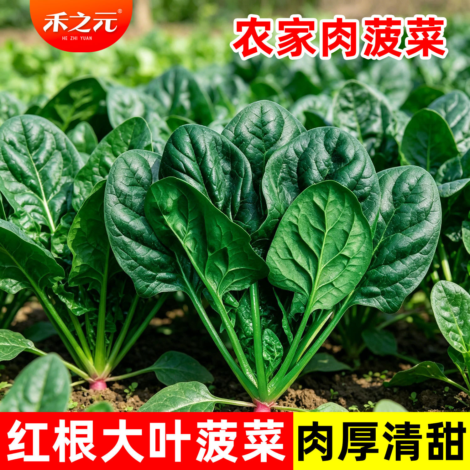 大叶菠菜种子大全四季农家蔬菜图片