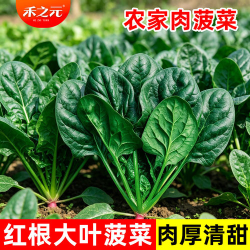 大叶菠菜种子大全四季农家蔬菜
