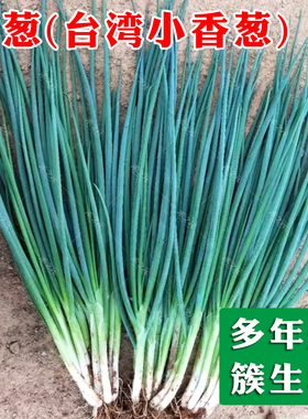 台湾四季小香葱种子种籽小葱分枝多四季可播分葱四季春夏秋季种孑
