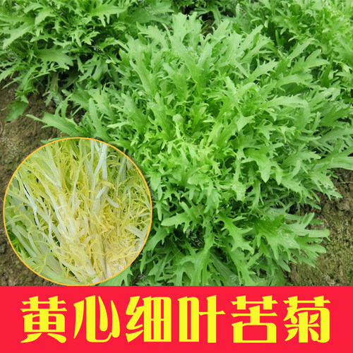 苦苣种子大全农家苦菊种蔬菜冬季