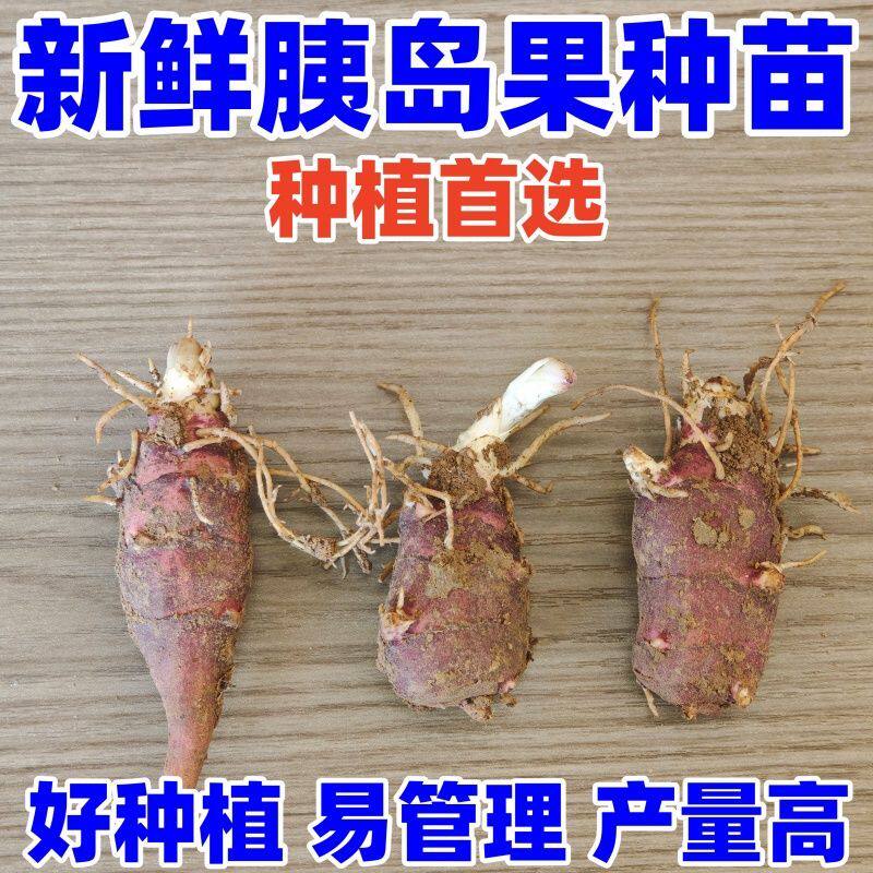 (包活)胰岛果苗洋姜新鲜红皮现挖红果菊芋鬼子姜野生可吃可可种