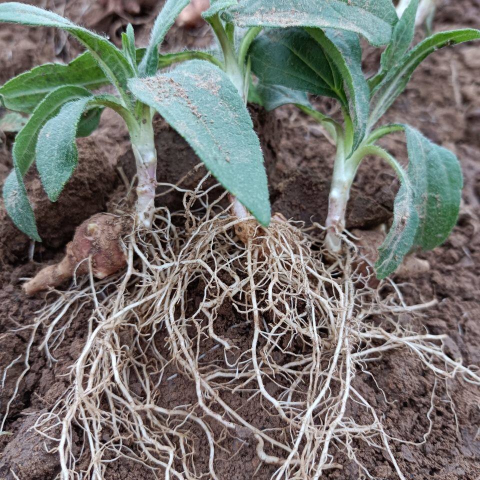 新鲜胰岛果红皮洋姜菊芋鬼子姜当季现现发挖5斤10斤包邮