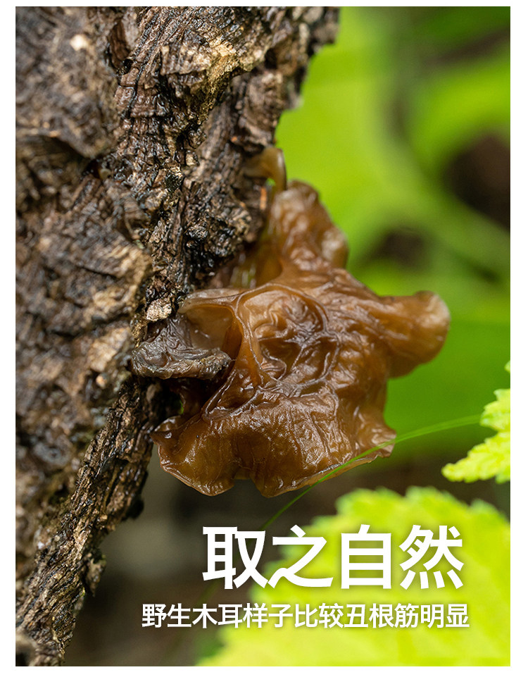 长白山野生柞木椴木黑木耳500克包邮