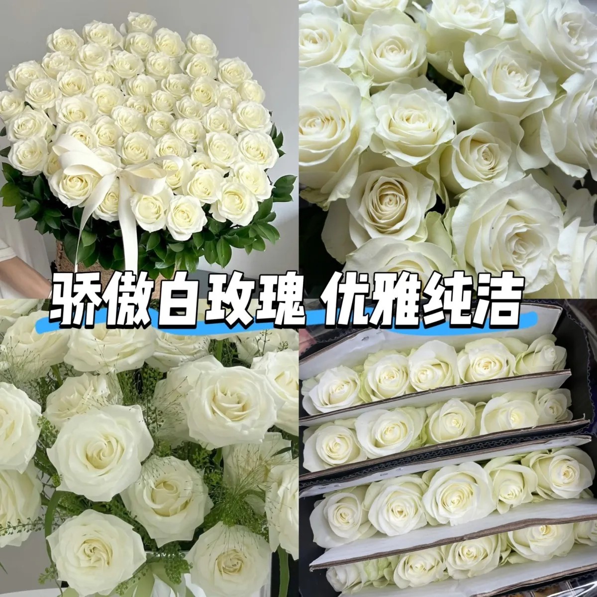 白玫瑰坦尼克骄傲云南基地直发鲜花玫瑰花真花现货客厅办公室高档