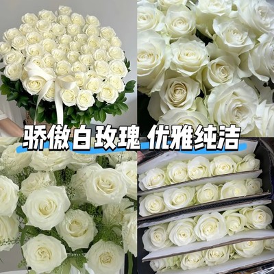 白玫瑰坦尼克骄傲云南基地直发鲜花玫瑰花真花现货客厅办公室高档