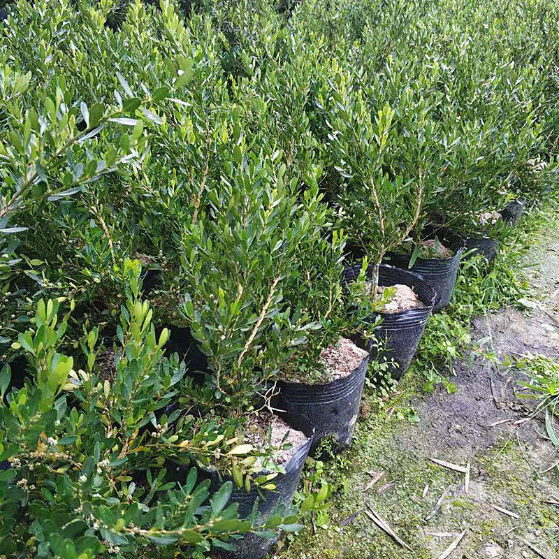 小叶黄杨树苗带土阳台庭院室户外造盆景植物雀舌黄杨石柳树苗盆栽