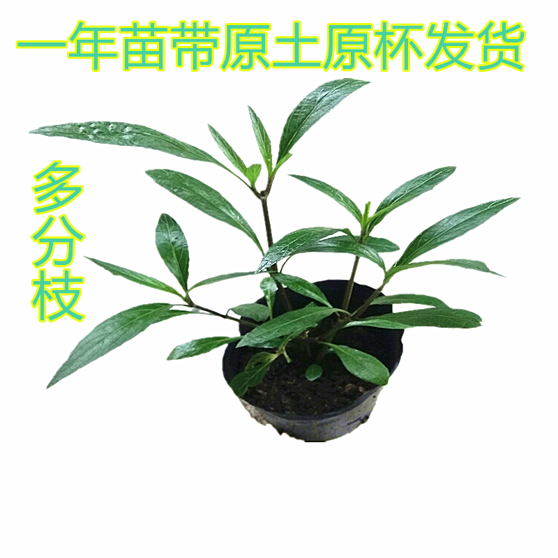 翠芦莉花苗带土带杯发货阳台室外花卉植物蓝花草兰花草芦莉草树苗