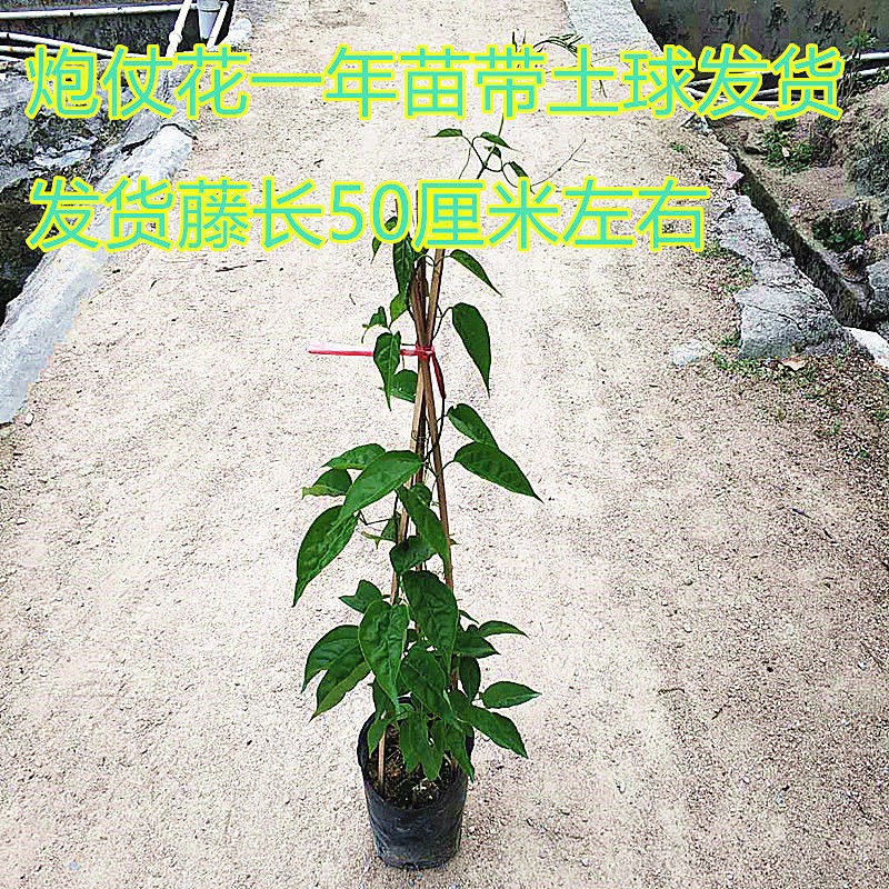 炮仗花盆栽带土带叶发货