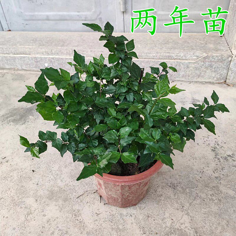 包邮带土阳台庭院室外花卉植物硬枝老鸦嘴蓝吊钟山牵牛花苗盆栽