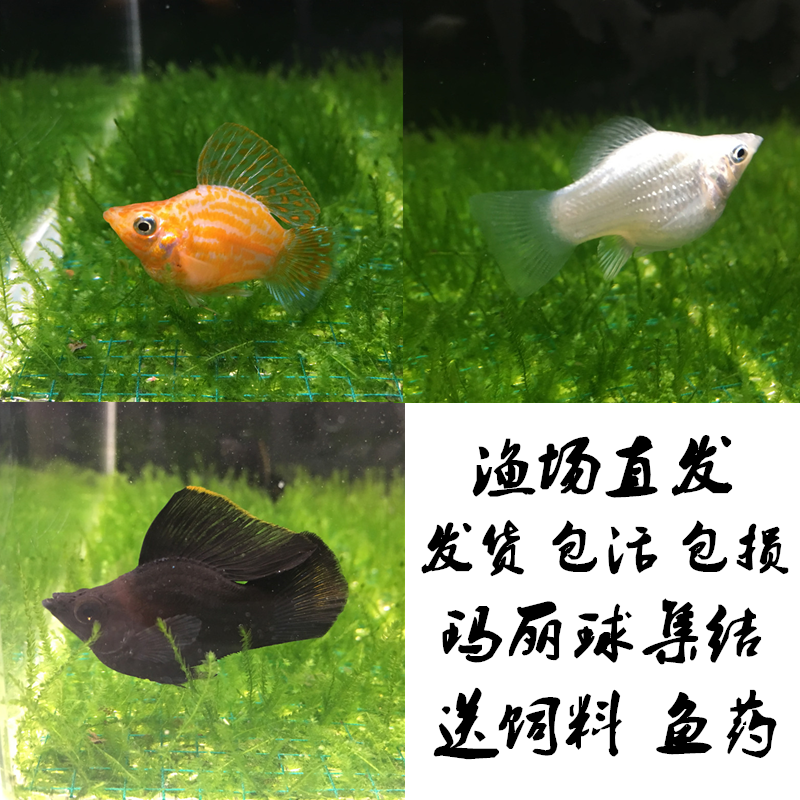 玛丽鱼淘宝天猫优惠券大全 品牌精品汇聚 价格大全移动版 最宠网