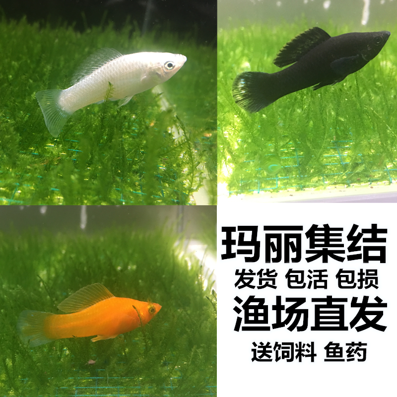 玛丽鱼淘宝天猫优惠券大全 品牌精品汇聚 价格大全移动版 最宠网