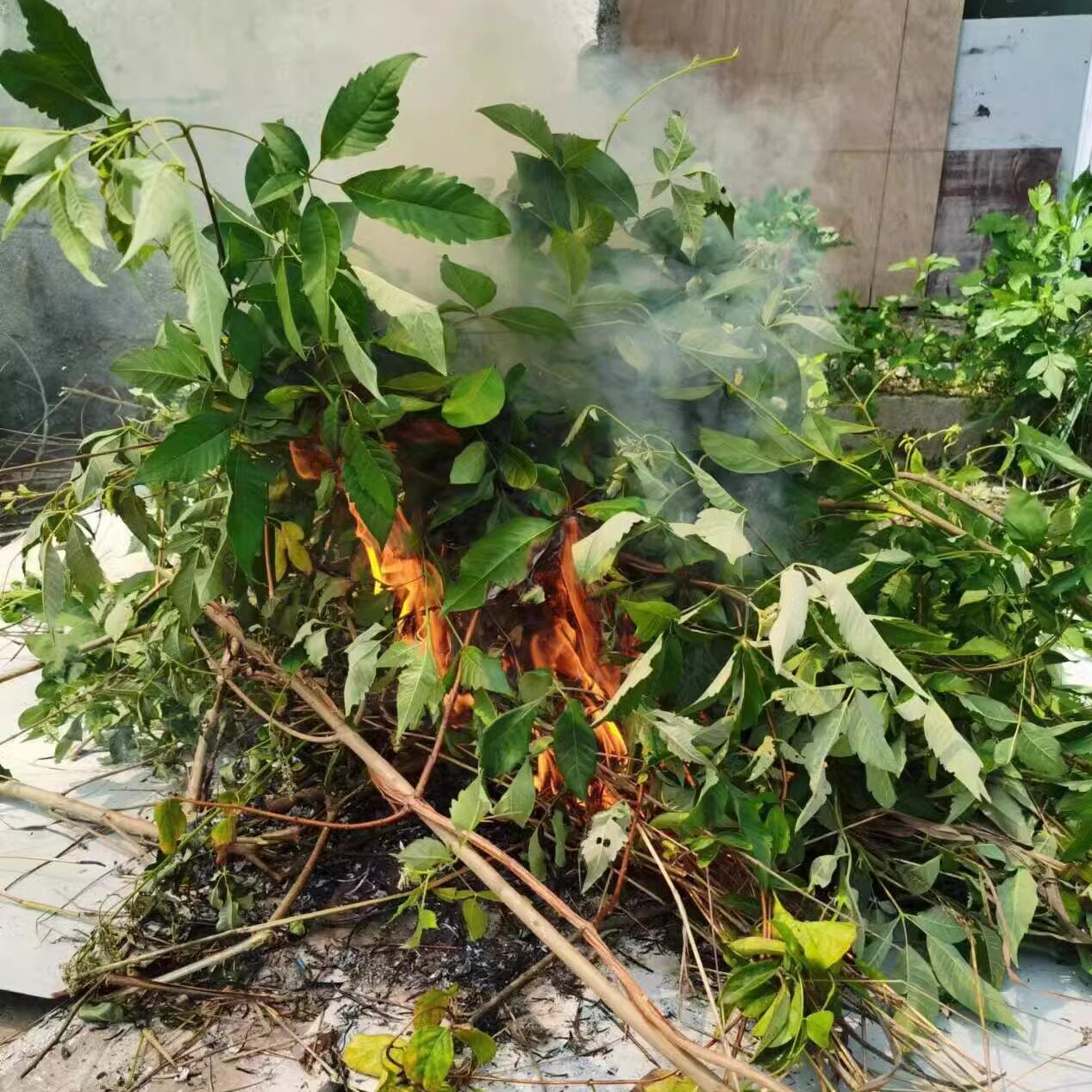 纯布惊树灰 别名黄金树蚊惊柴树黄荆树灰纯正灰500克