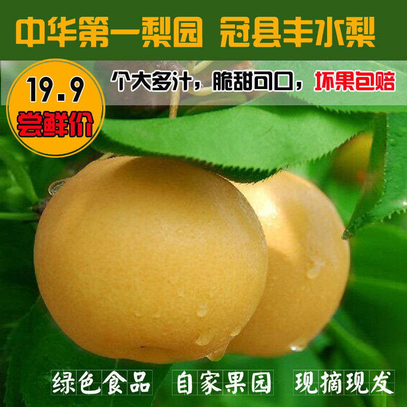现摘当季新鲜丰水梨脆甜多汁个大