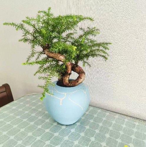 四季常青澳洲杉吸甲醛客厅美观