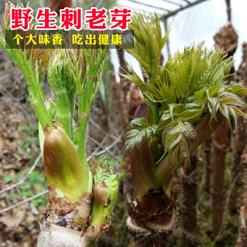 山研不开花野菜东北特色多年生