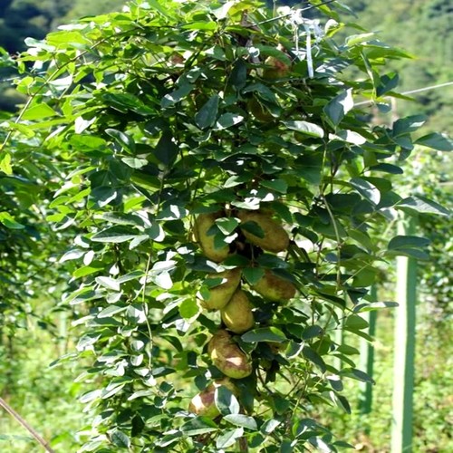 庭院树苗当年结果四季种植树苗